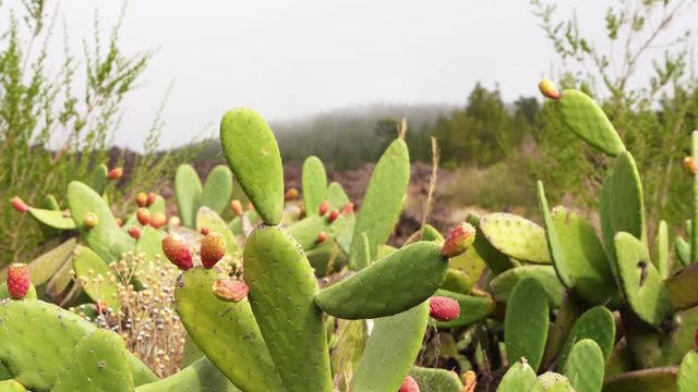 Indian fig plants oa a field with fruits. Canary Islands. Tenerife, Spain