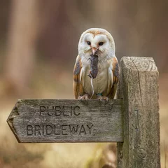 Gordijnen Male Barn owl on a country sign post with a dead rodent in its mouth © Chris