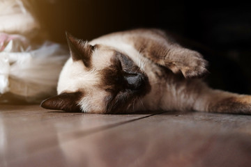 Siamese cat enjoy and sleeping on wooden floor in house with natural sunlight.