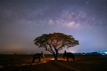 Milky way over elephant and mahous on field at night ,Surin Thailand,night photography