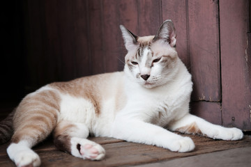 Grey striped cat enjoy and sitting on wooden floor in house with natural sunlight.
