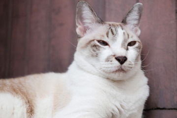 Grey striped cat enjoy and sitting on wooden floor in house with natural sunlight.