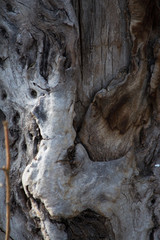 bark tree wood gray poplar