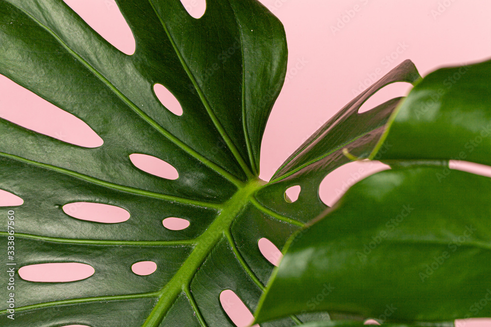 Canvas Prints Beautiful monstera leaf on a pink background. Backdrop