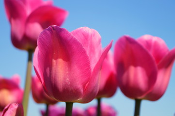 Rosa pinke Tulpen vor strahlend blauem Himmel