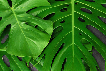 Close up of a monstera leaf on dark black background. Object