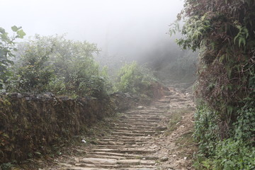 A path in the fog