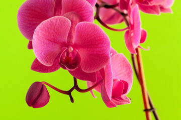 Fototapeta na wymiar Close up of beautiful phalaenopsis orchid flowers on bright background