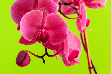 Fototapeta premium Close up of beautiful phalaenopsis orchid flowers on bright background