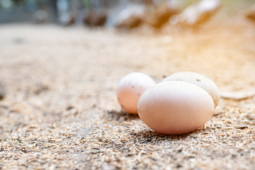 Close-up view of raw eggs on the farm organic, Duck egg