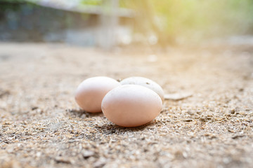 Close-up of raw eggs on the farm organic, Duck egg