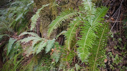 Fern Tree green fresh leaves closeup