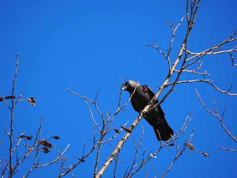 corvido de c olor negro y blanco sobre una rama de arbol, lerida, espa&ntilde;a, europa