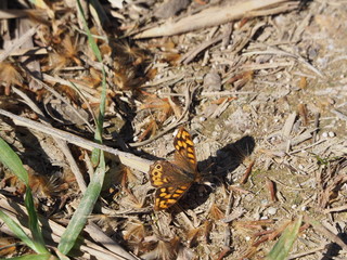 mariposa color marron y naranja, dos antenas y cuatro patas, lerida, españa, europa