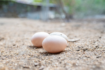 Close-up view of raw eggs on the farm organic, Duck egg