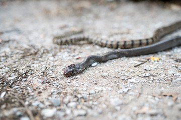 Banded rat snake head which die and bleeds after defeat from the fight. Injured snake and dead in the ground. snake die.