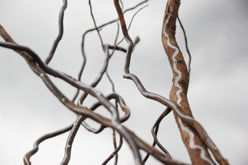 Low angle view dry painted tree branches against a grey cloudy sky background