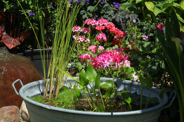 Shabby chic zink waterfeature in the patio are of the garden with lots of green plants in pots around it.