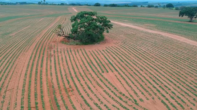 Aerial view from drone of little peanut plant in field in Brazil