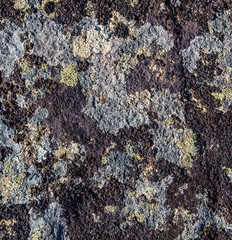 Moss and lichens on the rock surface