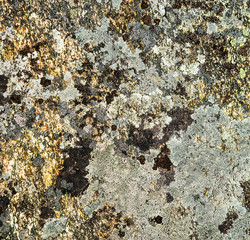 Moss and lichens on the rock surface