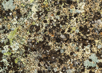 Moss and lichens on the rock surface