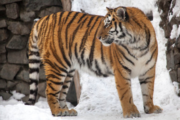 Fototapeta na wymiar Tiger at the zoo in winter