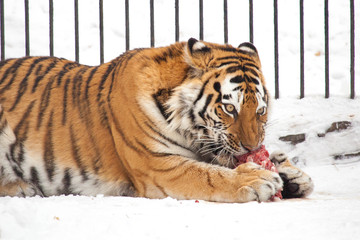 Tiger is eating a piece of meat at the zoo in winter