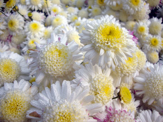 Chrysanthemum
