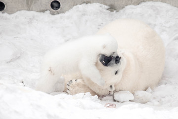 Little polar bear cub is playing with its mom