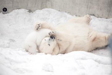 Polar bear cub is playing with its mom female bear
