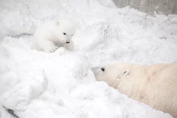Fotobehang Ijsbeer Polar bear cub is playing hide-and-seek with its mom female bear  © Ekaterina Shvaygert