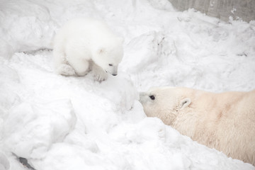 Obraz na płótnie Canvas Polar bear cub is playing hide-and-seek with its mom female bear