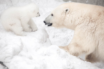Obraz na płótnie Canvas Little polar bear cub is playing with mom
