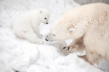 Naklejka na ściany i meble Little polar bear cub is playing with mom