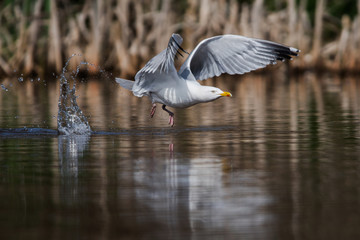 Herring Gull  in habitat. Her Latin name are Larus argentatus.