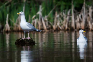 Herring Gull  in habitat. Her Latin name are Larus argentatus.