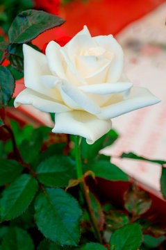 Rosa