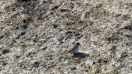 bird on rock