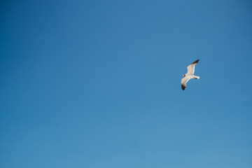 seagull in the sky
