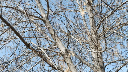 branches of a tree against blue sky