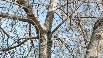 tree and sky