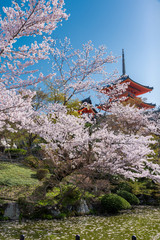 日本 京都 清水寺の桜と春景色