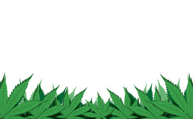 Cannabis leafs border, Green leaves isolated on white background with copy space, Flat vector illustration design,