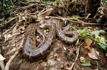 An Indian Python at Pobitora Wild life Sanctuary of Assam.