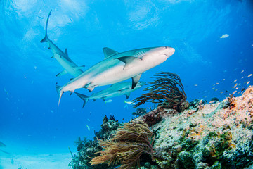 Caribbean reef shark at the Bahamas