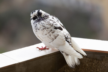pigeons sitting on the windowsill