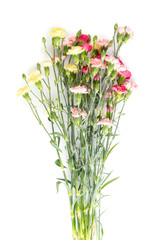 Fresh Carnation Flower Bouquet Dianthus or Schabaud