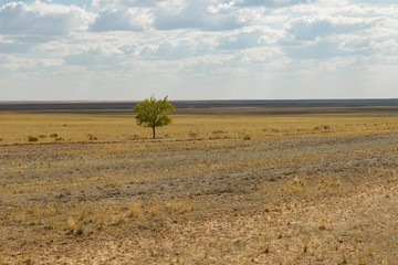Fototapeta na wymiar lonely tree in the steppe of Kazakhstan
