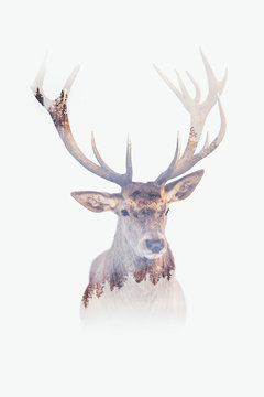 Double exposure of a deer with big antlers and forest.